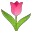 :tulip:
